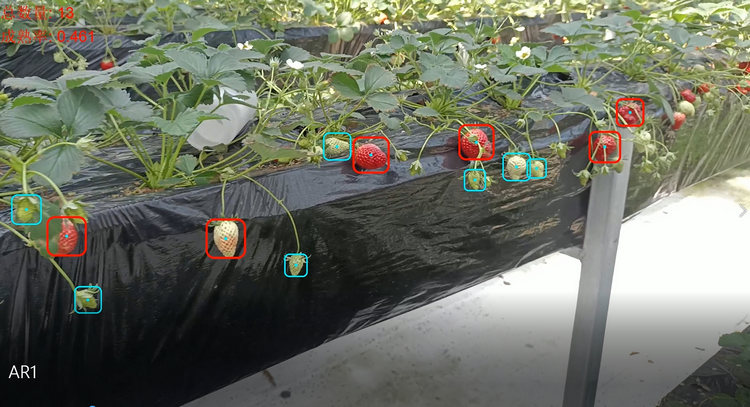 草莓识别场景图.png