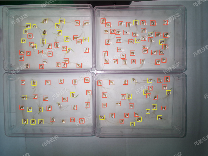 1772702752678254.png 发芽率识别-高通量植物环境调控+高通量种子智能萌发鉴定系统.png